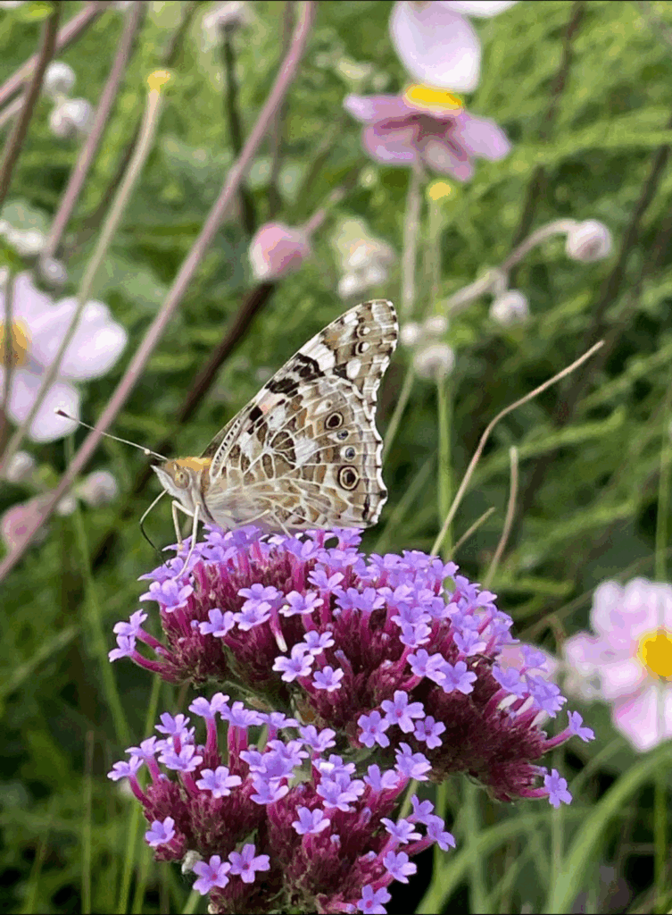 vlinder